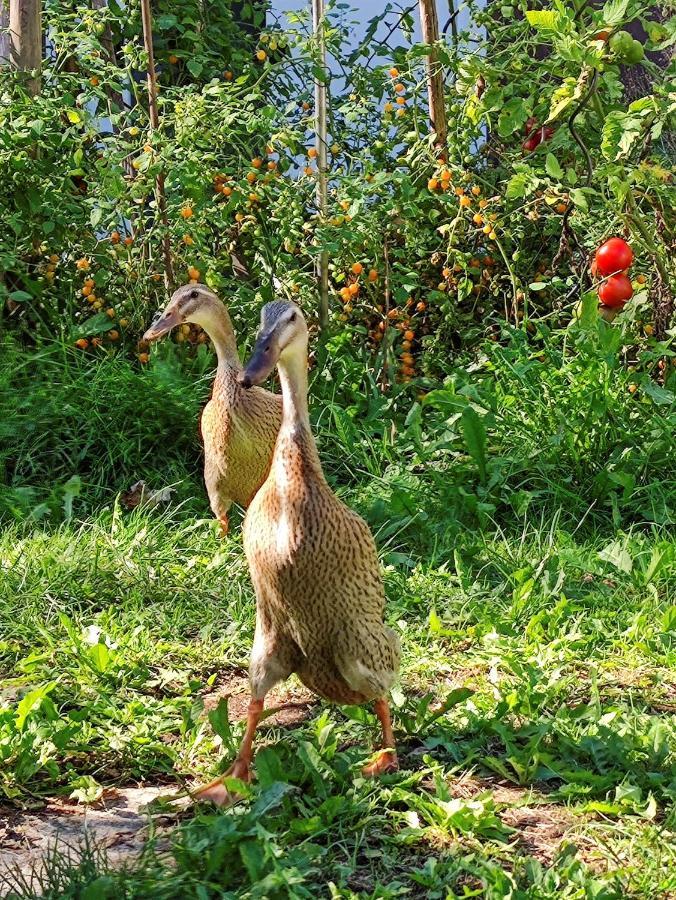 Modernes Zimmer Am Park Mit Garten, Huehner & Enten Мюнхен Екстериор снимка